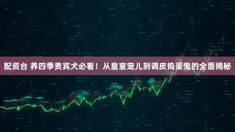 配资台 养四季贵宾犬必看！从皇室宠儿到调皮捣蛋鬼的全面揭秘